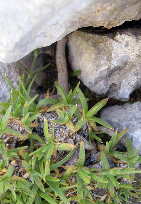 Mcneillia (=Minuartia) graminifolia subsp. rosanoi / Minuartia di Rosano